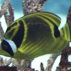 Raccoon butterflyfish - Chaetodon lunula
