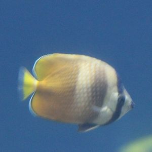 Brown butterflyfish - Chaetodon kleinii