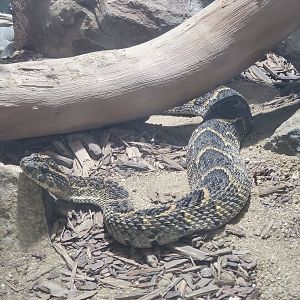 Snake ID - San Diego Zoo (2022)