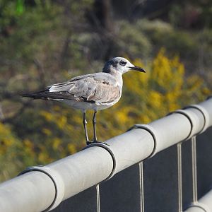 Laughing Gull (Leucophaeus atricilla)