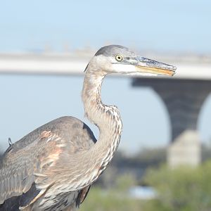 Great Blue Heron (Ardea herodias wardi) (broken bill)