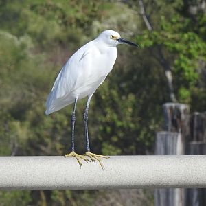 Snowy Egret (Egretta thula)