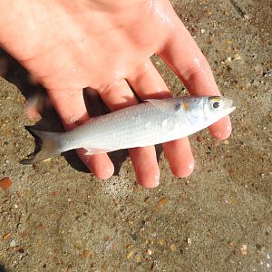 White Mullet (Mugil curema)