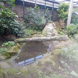 Fishing cat enclosure 200922
