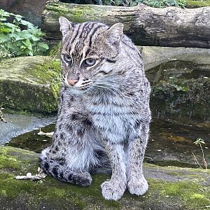 Fishing cat 200922