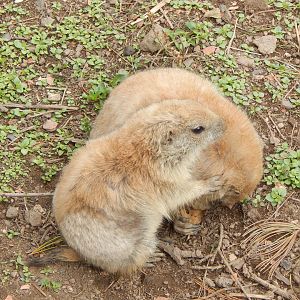 Black-tailed prairie dog juveniles 200922