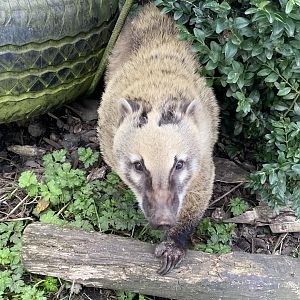 South American coati 200922
