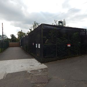 South American coati enclosure 200922