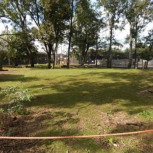 Wallaby Walkthrough 200922