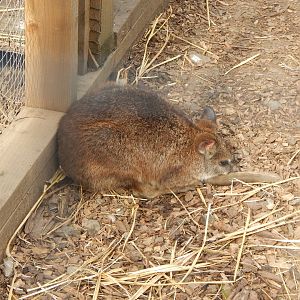 Wallaby Walkthrough - Parma wallaby 200922