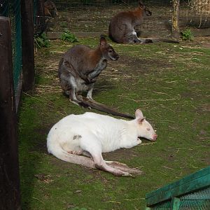 Wallaby Walkthrough - Red-necked wallabies 200922