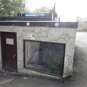 British song thrush exhibit 200922