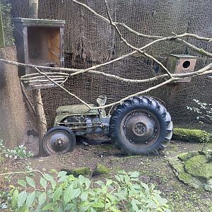 Barn owl exhibit 200922