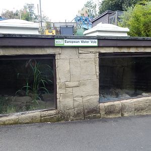 European water vole exhibit 200922