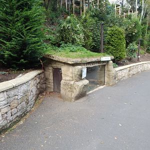 Eurasian harvest mouse exhibit 200922