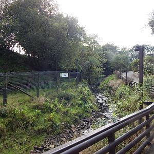 Reeves' muntjac enclosure 200922