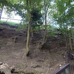 Pygmy goat enclosure 200922