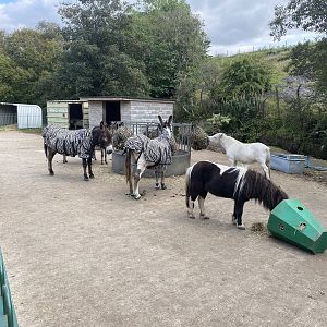 We are zebras really!! 200922