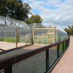 Cheetah enclosure 200922