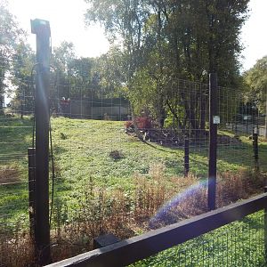 European brown bear enclosure 200922