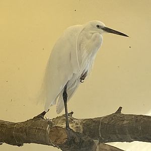 Little egret 200922