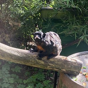 Red-bellied tamarin 200922