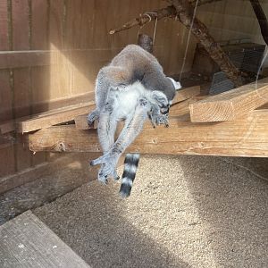 Ring-tailed lemur 200922