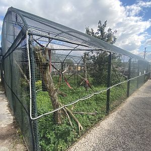 Black and white ruffed lemur enclosure 200922