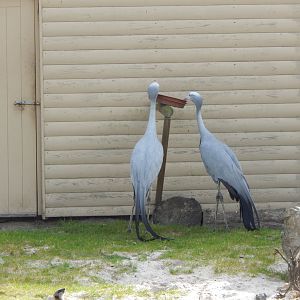 Blue crane 200922