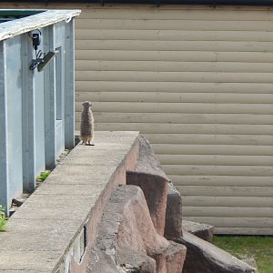Meerkat 200922