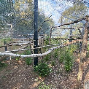 Clouded leopard enclosure 200922