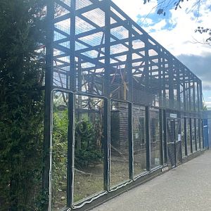 De Brazzas monkey enclosure 200922