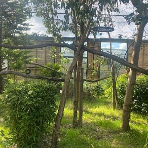Red-bellied tamarin enclosure 200922
