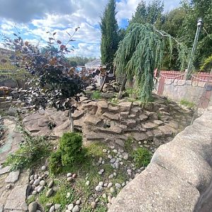 Asian small-clawed otter enclosure 200922