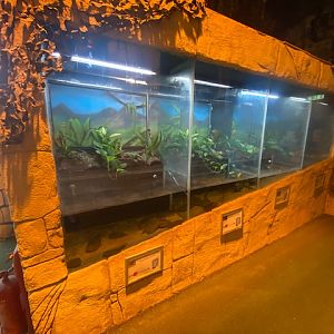 The Lost Kingdom frog exhibits 200922