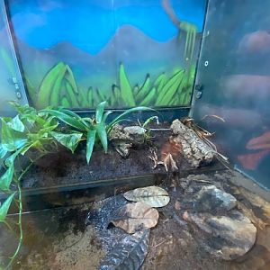 The Lost Kingdom frog exhibit 200922