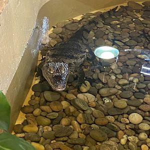 The Lost Kingdom - Spectacled caiman 200922