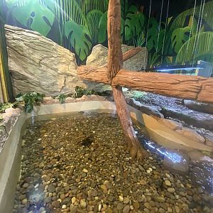 The Lost Kingdom - Spectacled caiman exhibit 200922