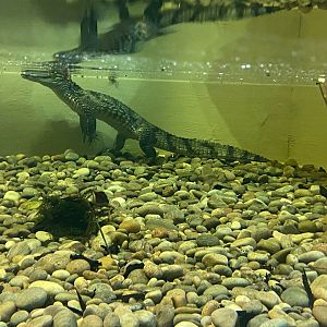 The Lost Kingdom - Spectacled caiman 200922