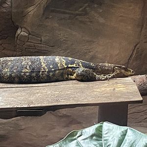 The Lost Kingdom - Asian water monitor 200922