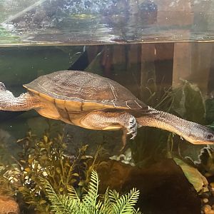 The Lost Kingdom - McCord's snake-necked turtle 200922