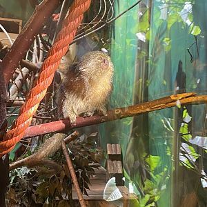 The Lost Kingdom - Pygmy marmoset 200922