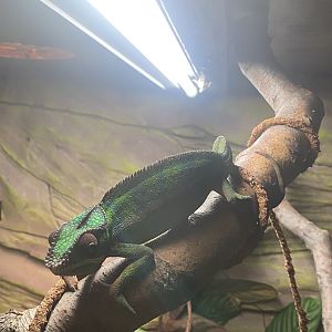 The Lost Kingdom - Panther chameleon 200922