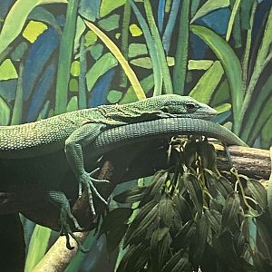 The Lost Kingdom - Green tree monitor 200922