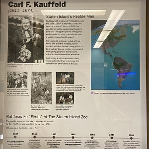 Carl F Kauffeld- historic curator of world-famous rattlesnake collection