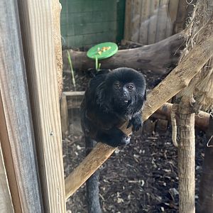 Goeldi's Monkey 200922