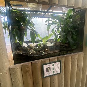 Golden poison frog exhibit 200922