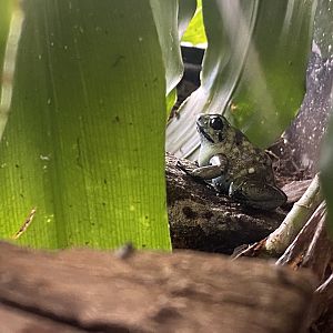 Veined tree frog? 200922