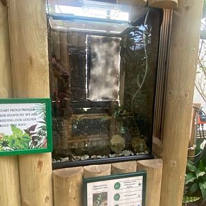 Green and black poison dart frog exhibit 200922
