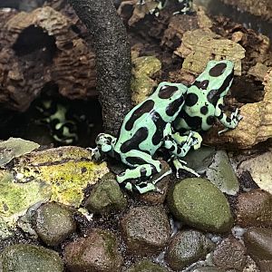 Green and black poison dart frog 200922